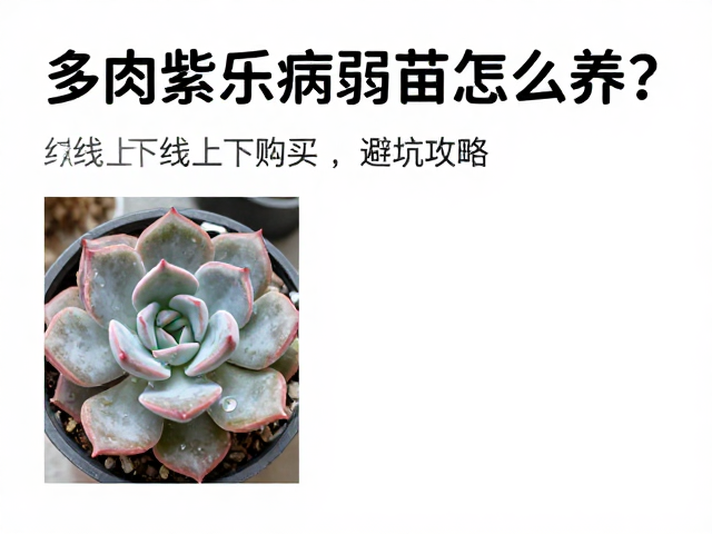 线上选购紫乐幼苗的避坑细节