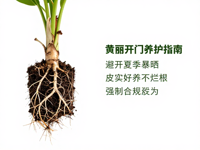 新手入门黄丽养护指南，避开夏季暴晒，皮实好养不烂根