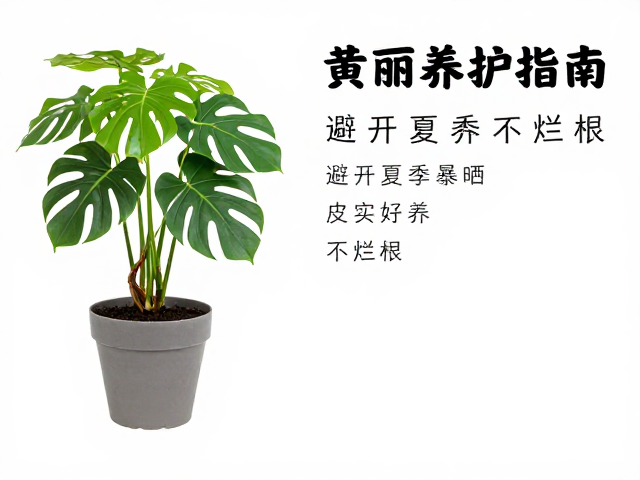 光照管理与夏季避光策略