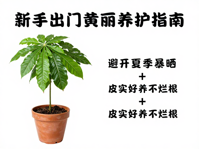 温度适应与换盆时机