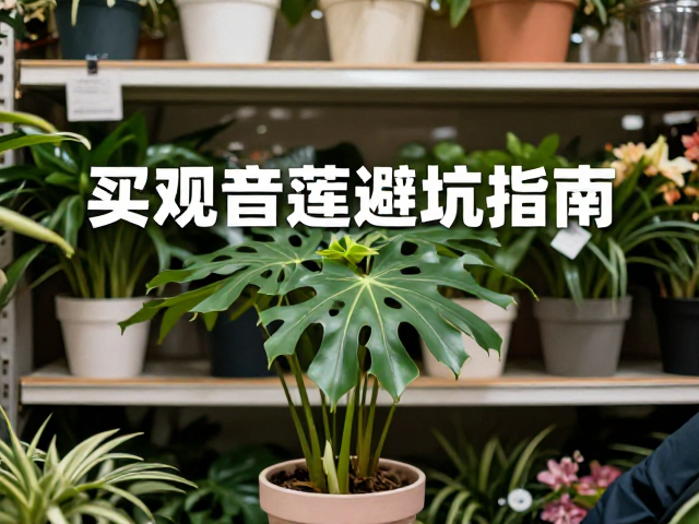 社区花店买观音莲避坑指南，线上线下选购全攻略