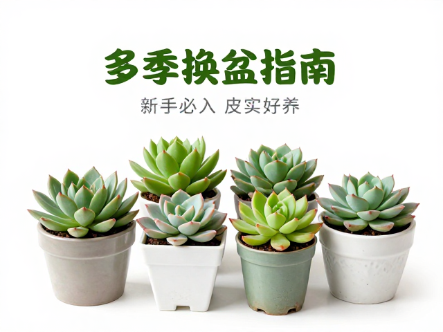 春季多肉换盆指南，新手必入皮实好养、适应性强的入门品种