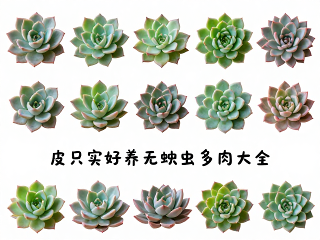 新手必入！皮实好养无蚧壳虫多肉大全，勤查虫害更省心