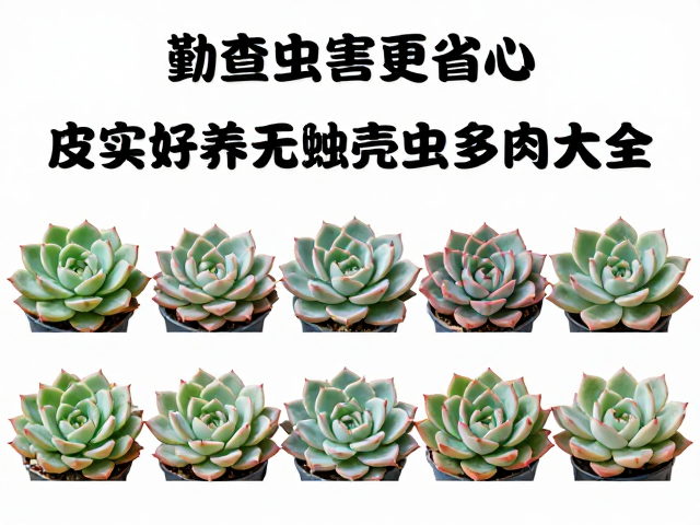 日常巡查与低成本防治措施