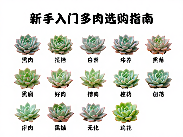 皮实好养品种大全:适合新手的低维护选择