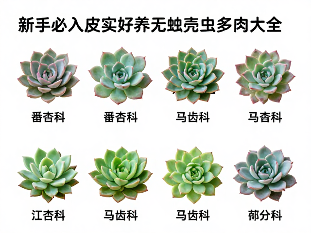 番杏科与马齿苋科的多肉特性分析