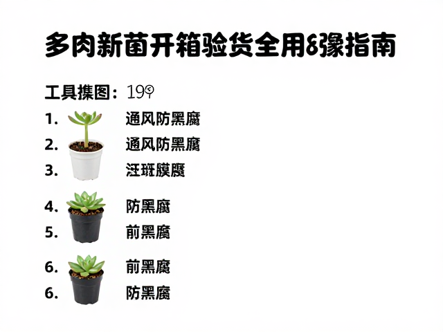 多肉新苗开箱验货，通风防黑腐全步骤指南