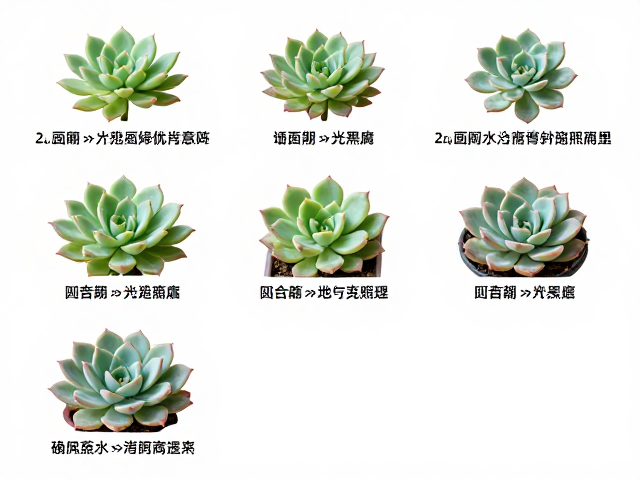 缓苗期的浇水与光照管理