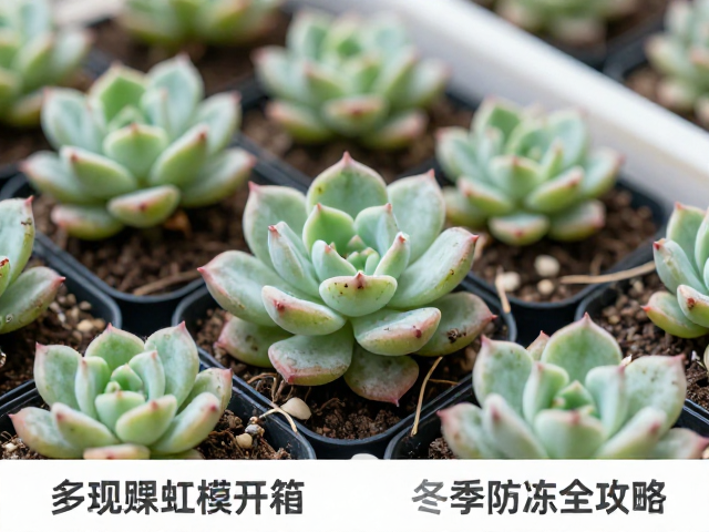 多肉新苗开箱验货，处理红蜘蛛痕迹与冬季防冻全攻略