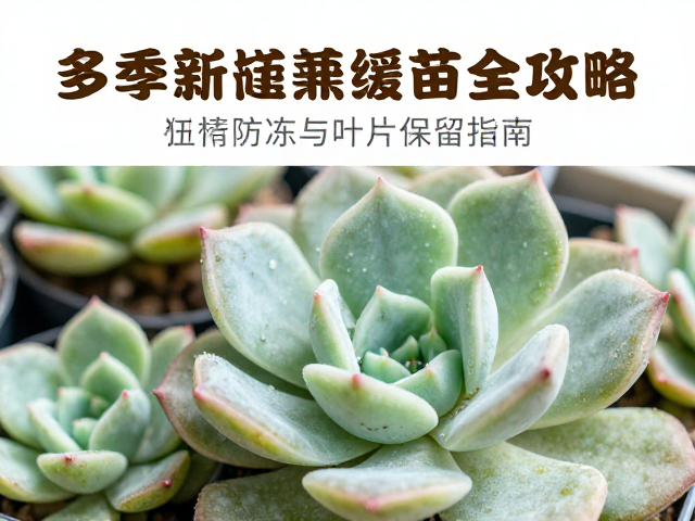 多肉新苗开箱验货及缓苗全攻略，冬季防冻与叶片保留指南
