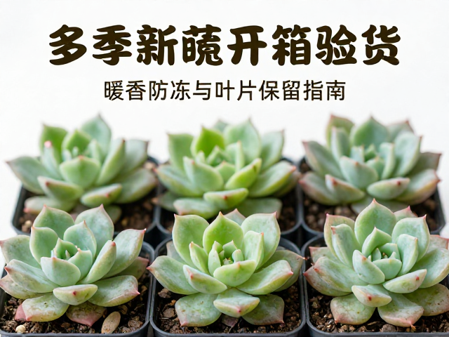 叶片保留与冻伤修复:分层处理与再生机制