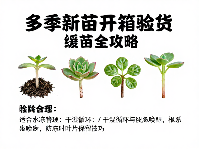 水分管理:干湿循环与根系唤醒技巧