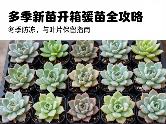 冻伤预防与长期养护:物理防护与环境优化