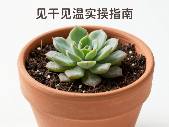 常见问题与应对