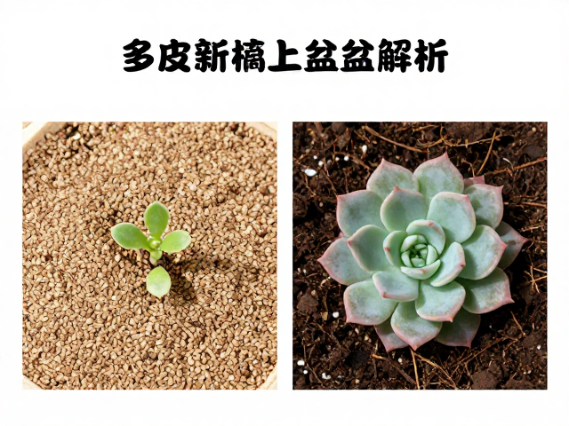 上盆后的缓苗管理与水分控制