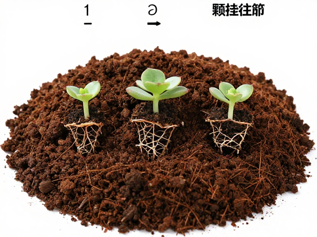 多肉新苗上盆详细教程，颗粒土与专用土最佳配比实操