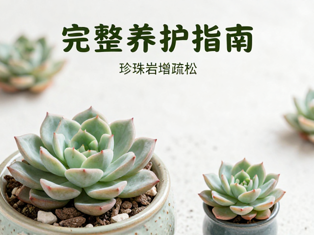 缓苗期的浇水策略与水分管理