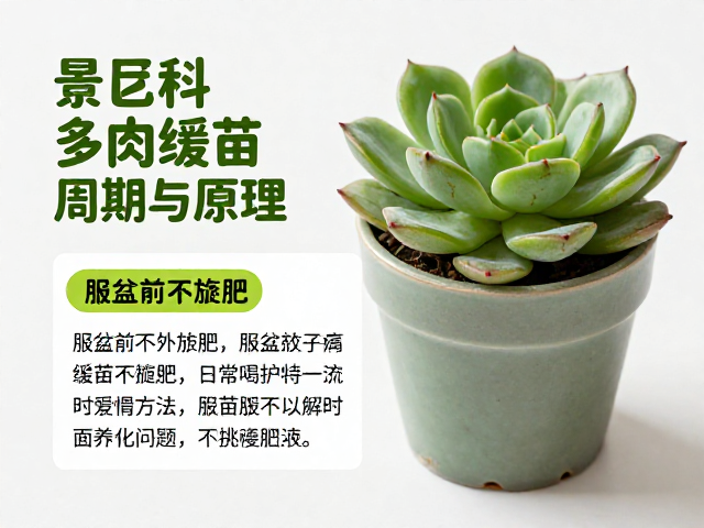 缓苗后的日常养护与过渡