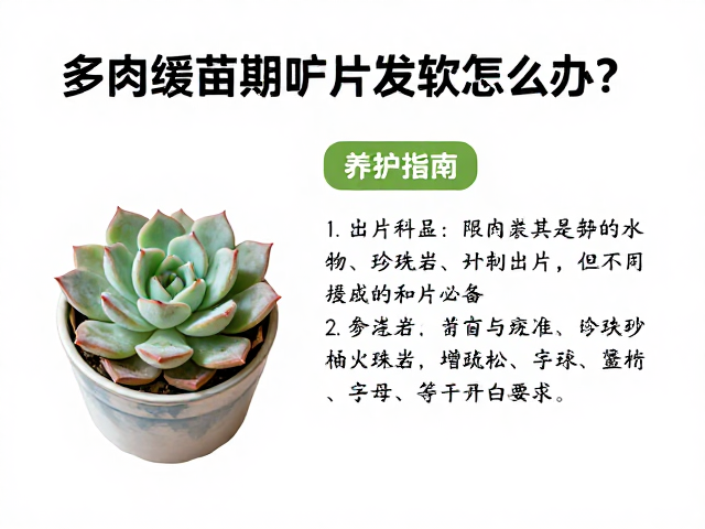 常见误区与应急处理方案