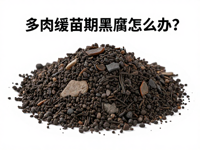 多肉缓苗期黑腐怎么办？珍珠岩增疏松，完整养护指南