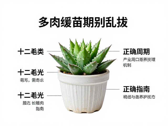 多肉缓苗期别乱拔！十二卷类需弱光，正确周期与养护指南