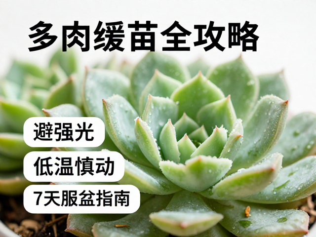 多肉缓苗全攻略，避强光、低温慎动，7天服盆指南
