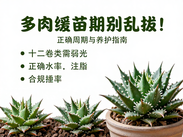 浇水频率与土壤环境控制