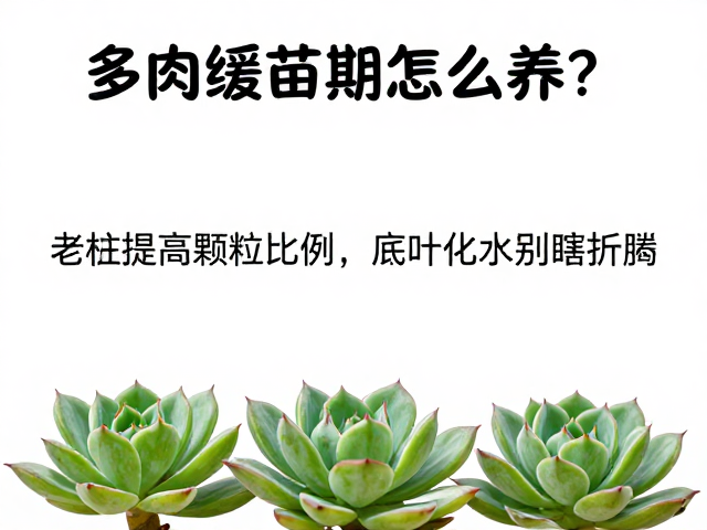 水分管理与观察要点
