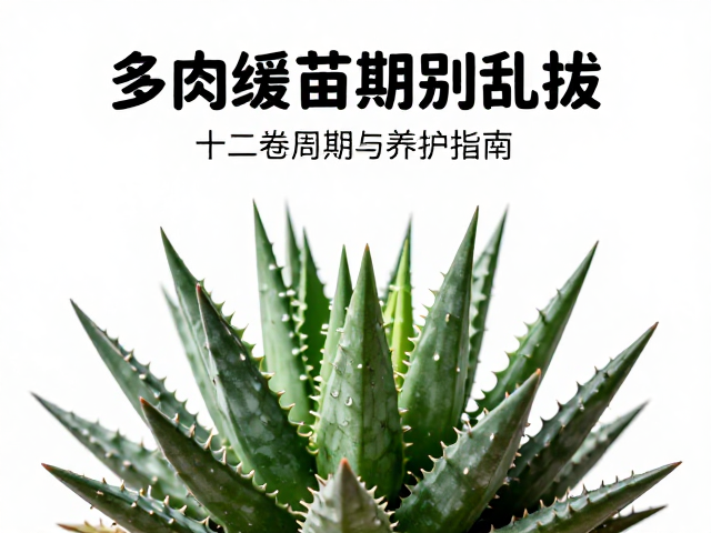 十二卷类的光照管理策略