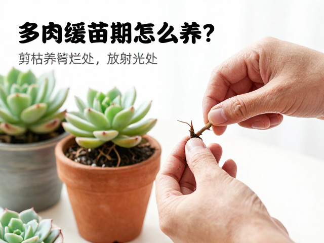 修根与上盆的标准操作