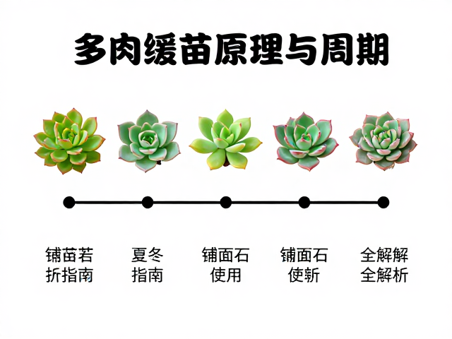 多肉缓苗原理与周期，夏冬养护指南，铺面石使用全解析