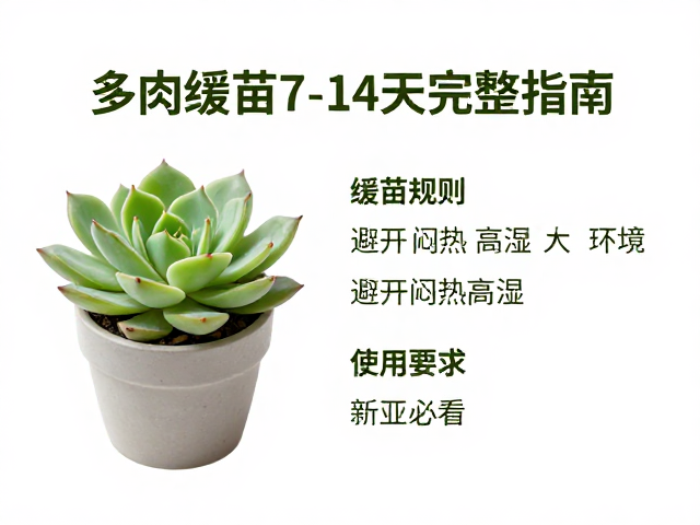 多肉缓苗7-14天完整指南，避开闷热高湿，新手必看的养护技巧