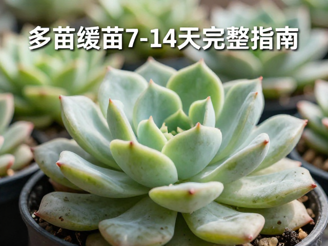 光照过渡与后期养护