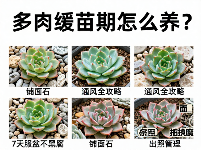 通风环境与光照管理策略