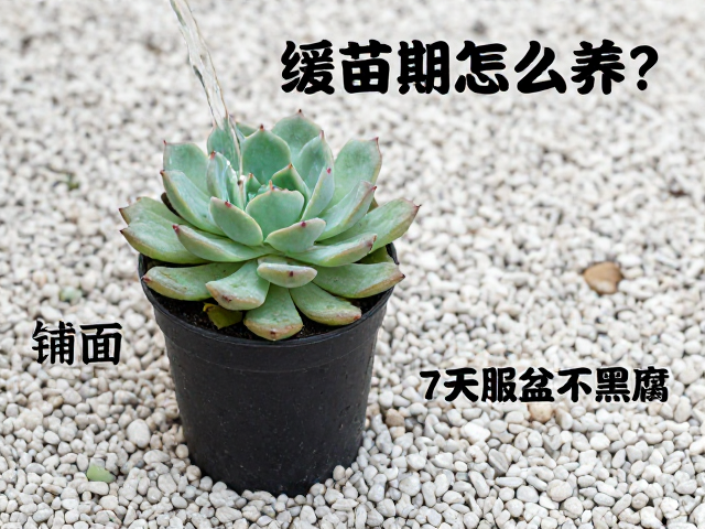 浇水技巧与服盆判断标准