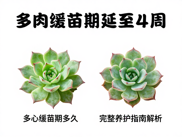 常规缓苗时长与叶心恢复差异