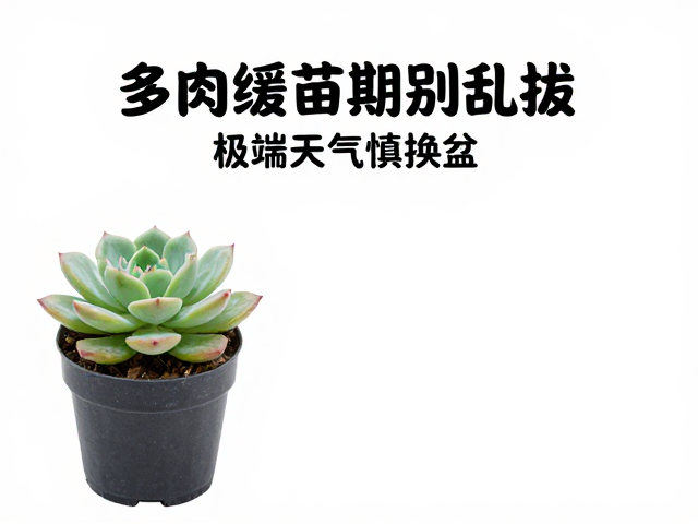 多肉缓苗期别乱拔！极端天气慎换盆，完整养护指南助你养出状态