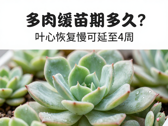 复水与光照过渡期操作