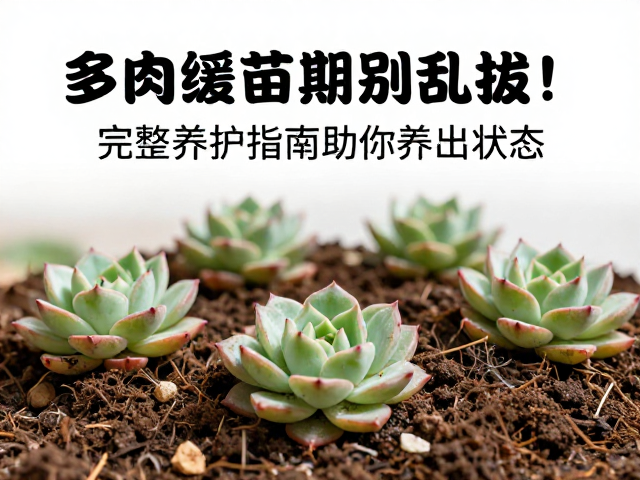 缓苗期的光照与水分管理逻辑