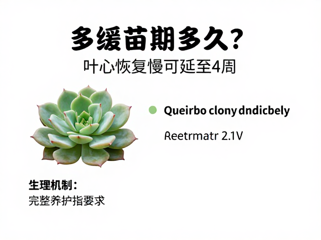 多肉缓苗期多久？叶心恢复慢可延至4周，完整养护指南解析