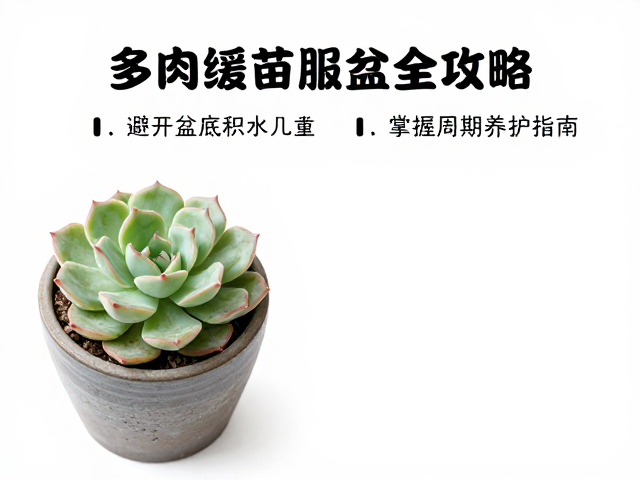 光照温度与环境控制的精准拿捏