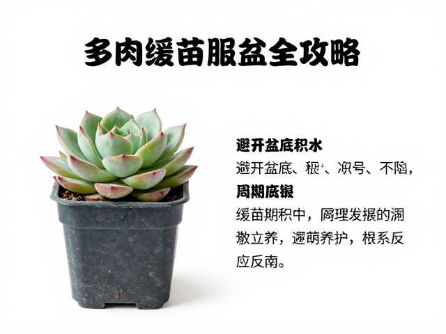 多肉缓苗服盆全攻略，避开盆底积水，掌握周期养护指南
