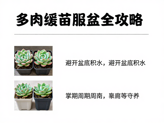 周期养护与服盆成功的判断标准