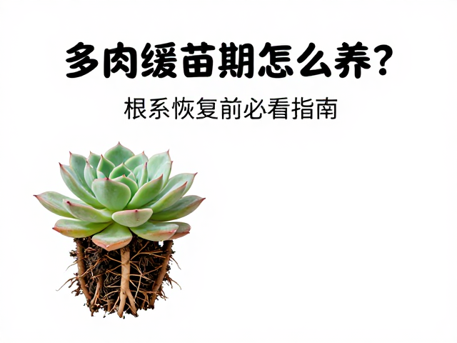 浇水原则与水分管理细节