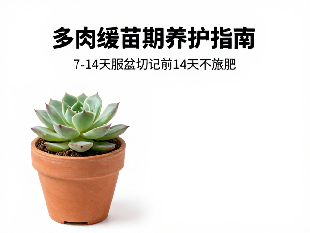 服盆成功的信号识别与后续养护过渡