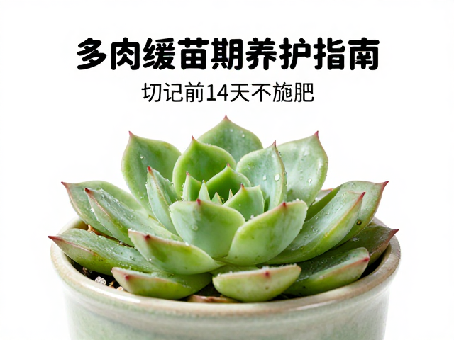 移栽后的关键前14天:光照、水分与环境控制