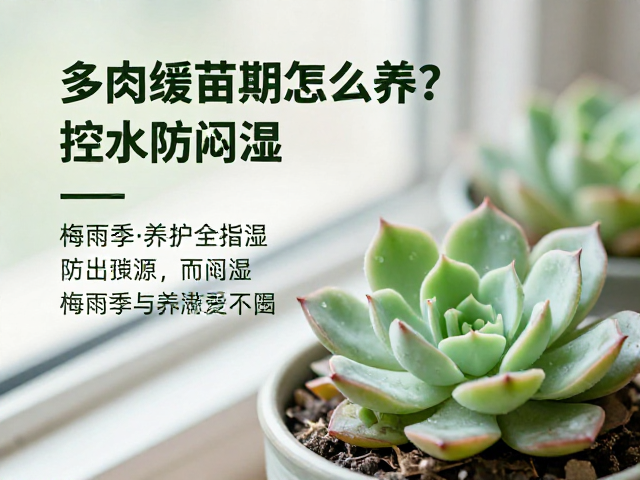 通风环境与病虫害预防