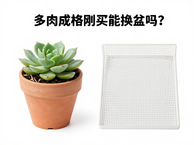 多肉成株刚买能换盆吗？最佳时间，防漏网垫实操指南