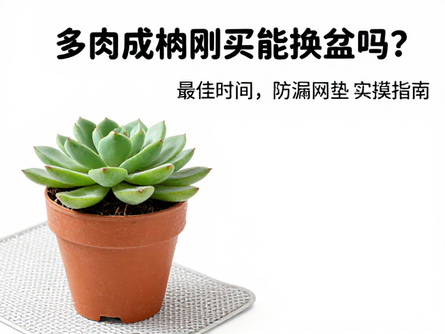 换盆后的养护与状态监测
