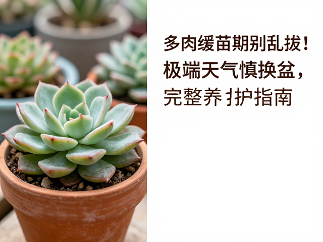 极端天气下的换盆禁忌与应对